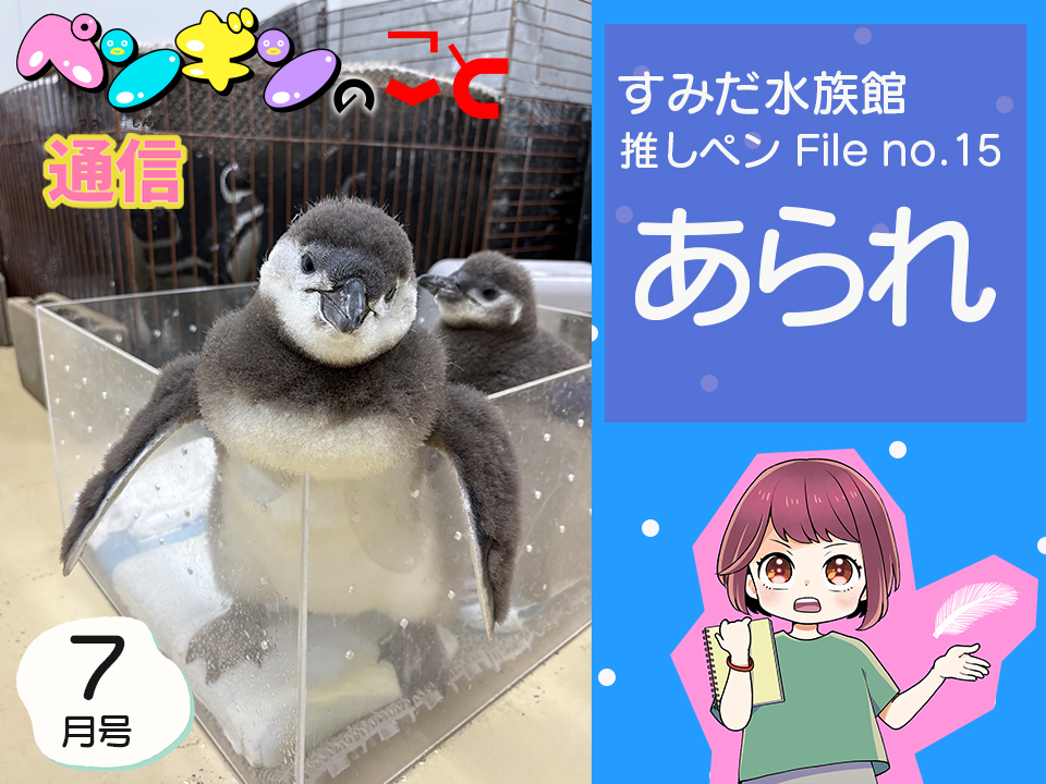 ペンギンのこと通信【7月号】すみだ水族館推しペンFile no.15：あられ