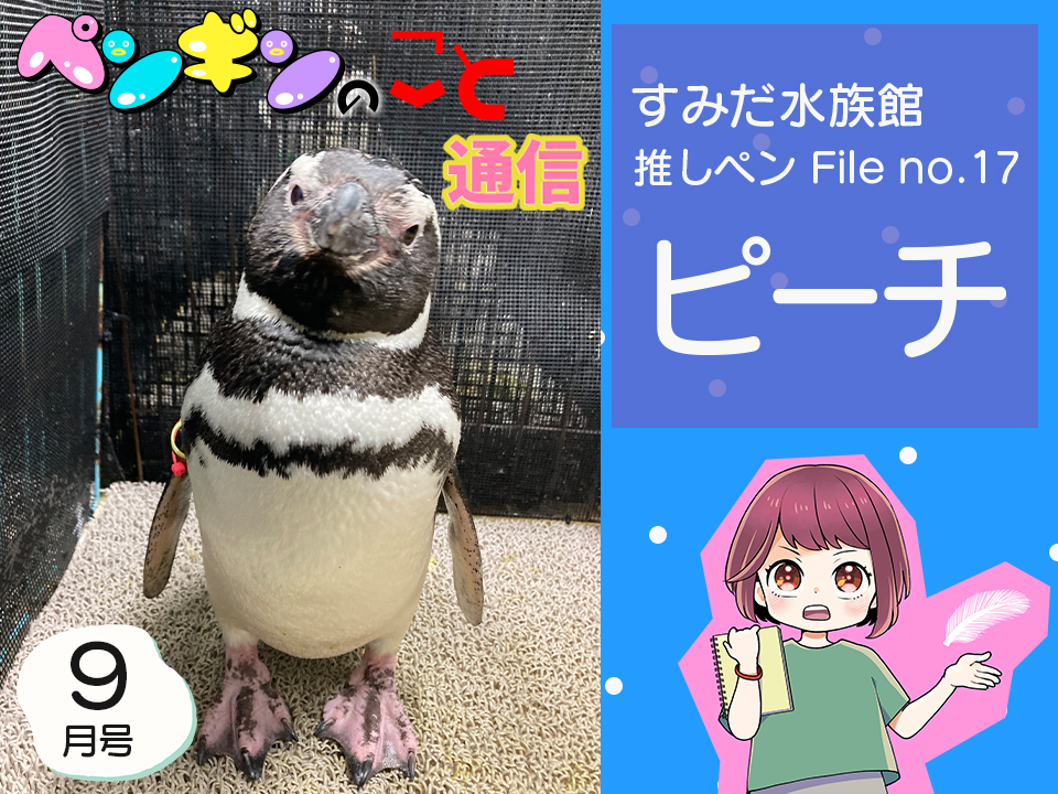 ペンギンのこと通信【9月号】すみだ水族館推しペンFile no.17：ピーチ