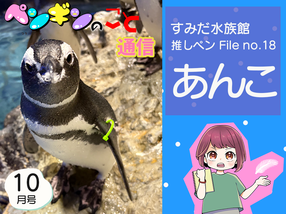 ペンギンのこと通信【10月号】すみだ水族館推しペンFile no.18：あんこ