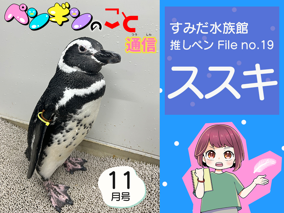 ペンギンのこと通信【11月号】すみだ水族館推しペンFile no.19：ススキ