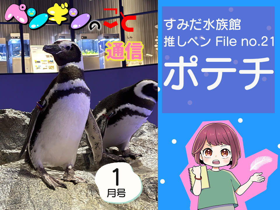 ペンギンのこと通信【1月号】すみだ水族館推しペンFile no.21：ポテチ