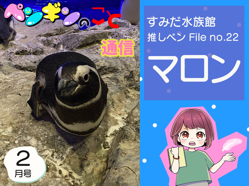ペンギンのこと通信【2月号】すみだ水族館推しペンFile no.22：マロン