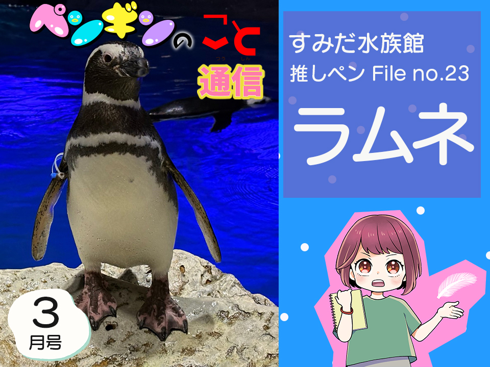 ペンギンのこと通信【3月号】すみだ水族館推しペンFile no.23：ラムネ