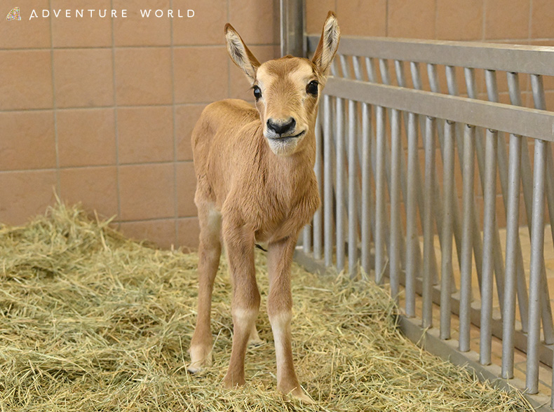 春は動物たちのベビーラッシュの季節！赤ちゃん＆こどもたちのかわいい姿が見られる動物園を紹介♡
