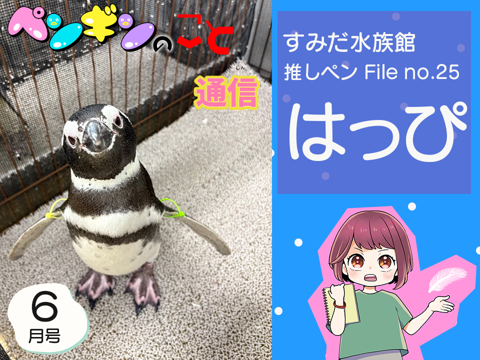 ペンギンのこと通信【6月号】すみだ水族館推しペンFile no.25：はっぴ