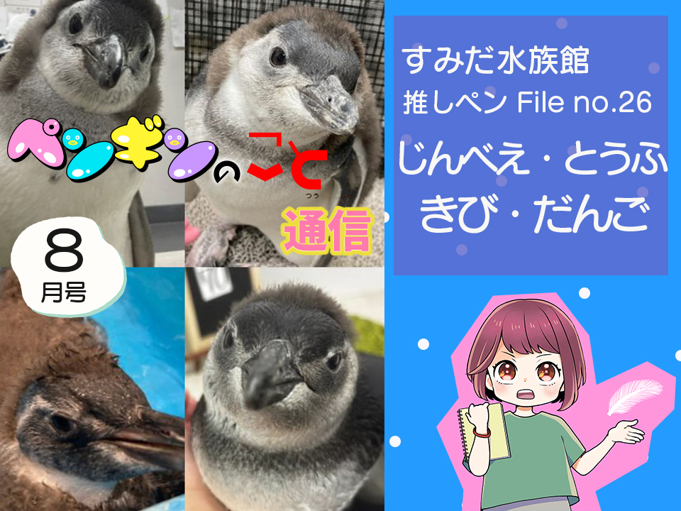ペンギンのこと通信【8月号】すみだ水族館推しペンFile no.26：じんべえ・きび・だんご・とうふ